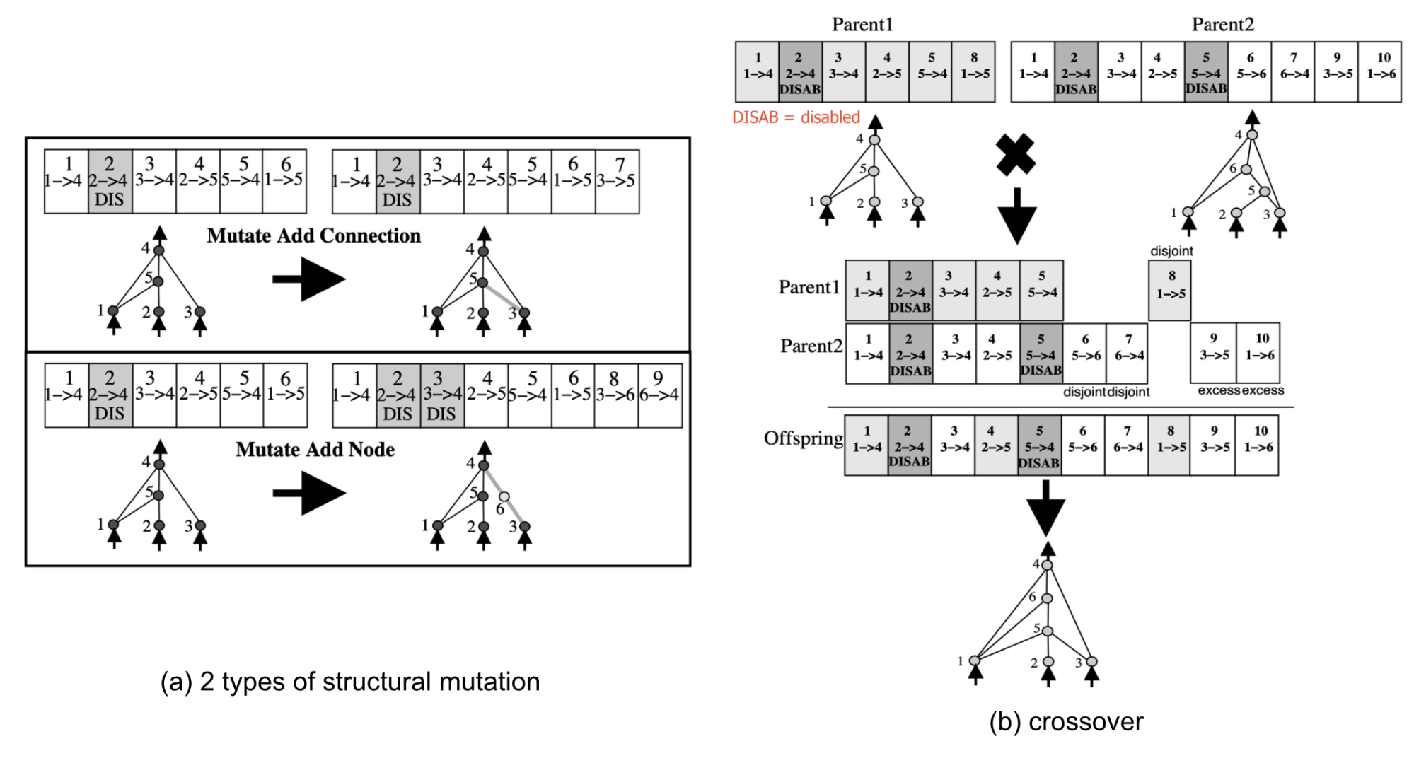 Mutation operations in NEAT
